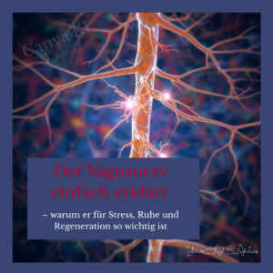 Der Vagusnerv einfach erklärt – warum er für Stress, Ruhe und Regeneration so wichtig ist