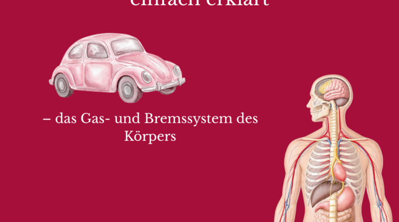 Sympathikus und Parasympathikus einfach erklärt – das Gas- und Bremssystem des Körpers