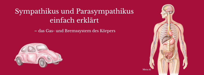 Sympathikus und Parasympathikus einfach erklärt – das Gas- und Bremssystem des Körpers